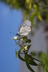 butterfly in flight