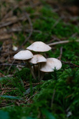 group of porcini mushrooms in the forest
