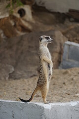 Fototapeta premium side standing female meerkat on cement edge in sand rock cave, animal life