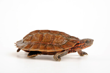 Asian leaf turtle // Blattschildkröte, Dornrandschildkröte (Cyclemys dentata)
