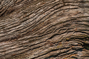 Background from the bark of an old tree