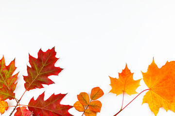 yellow and red autumn leaves on white background