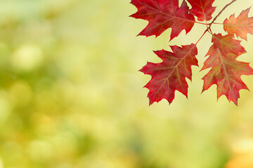 red autumn leaves on blurred autumn background