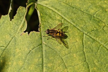 a one big striped fly sits on a green leaf in nature