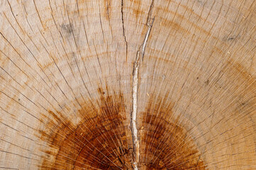 Sawdust and tree rings from chopped down tree