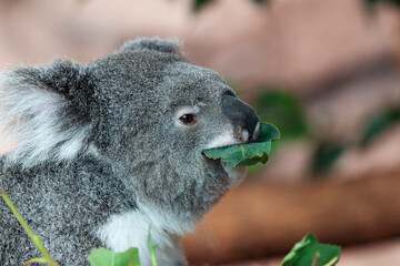 Koala (Phascolarctos cinereus) feeding on Eucalyptus-leaves