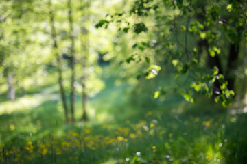 green leaves in the forest