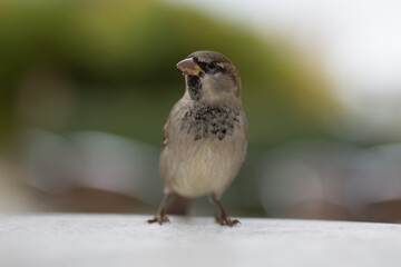 sparrow on a table closeup