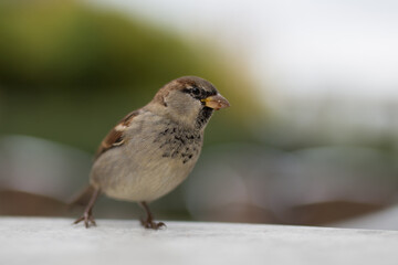sparrow on a table closeup