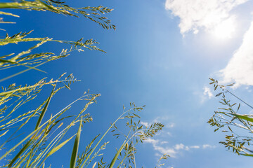 grass and sky