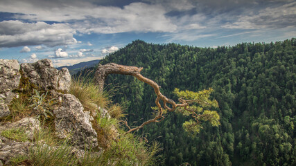 Sokolica Peak and famous pine located in Pieniny mountains (Malopolska, Poland) 