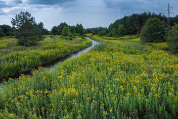 Scenic rural landscape with river passing trough blooming goldenrod (solidago) field - obrazy, fototapety, plakaty