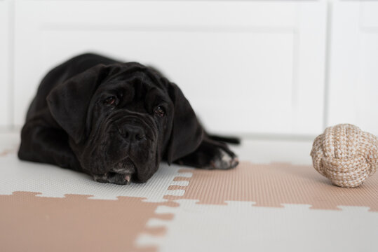 Portrait of a female Neapolitan mastiff puppy with a black coat