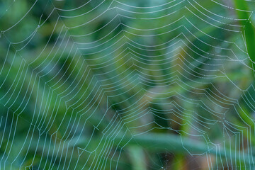 Pearl-like dew drops hanging on the silky strings of a spider's net. Networking and connection...