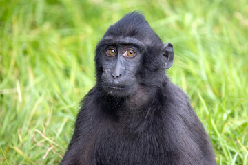 Closeup photo of a crested macaque (Macaca nigra) looking at camera