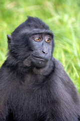 Closeup photo of a crested macaque (Macaca nigra) looking at camera