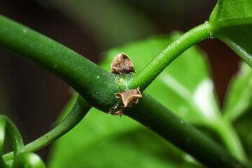 insect on green leaf