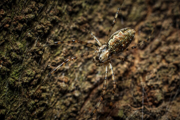spider on the ground