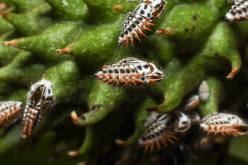 insect on green leaf