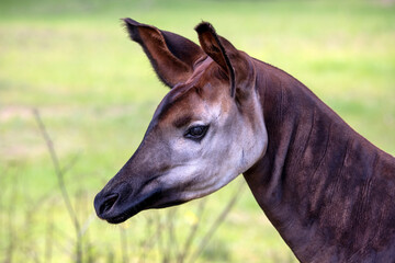 Closeup photo of okapi, artiodactyl mammal that is endemic to the northeast Democratic Republic of...