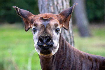 Closeup photo of okapi, artiodactyl mammal that is endemic to the northeast Democratic Republic of the Congo in central Africa - obrazy, fototapety, plakaty