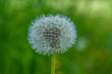 Fototapeta premium Close up of an overblown dandelion flower