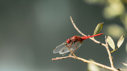Libellule.