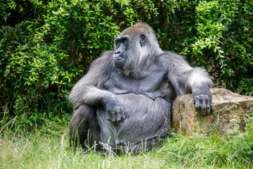close up of Western Lowland Gorilla female sitting on the green grass, in the park