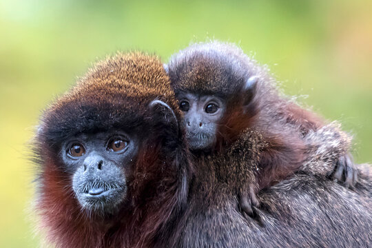 close up photo of cute Coppery titi (Plecturocebus cupreus) with a baby