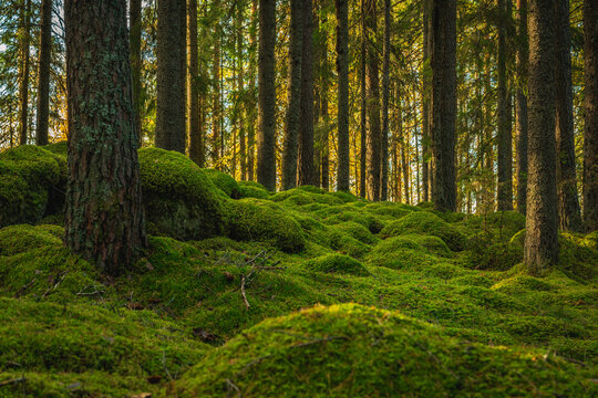Elvish pine and fir forest with green moss covering the forest floor