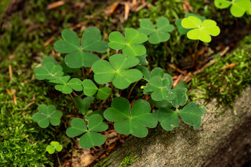 Close up of a cluster of green clover (Trifolium) plants growing on a deadwood tree trunk covered...