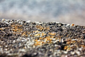 Pedra de Cimento Com um Pouco de Limo