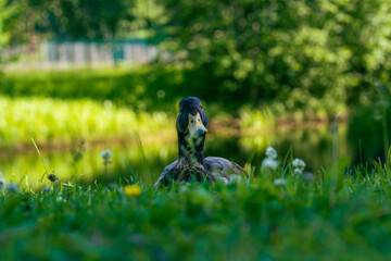 Mallard duck peeking up from a grass slope