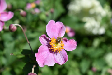 Perennial Japanese Anemone X September Charm Wildflower 'Eriocapitella hupehensis' with bee pollinating