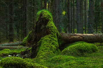 Large root from a fallen fir tree covered with green moss