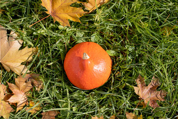 Close up of a bright orange pumpkin in the grass among the fallen leaves. Autumn series, halloween time.
