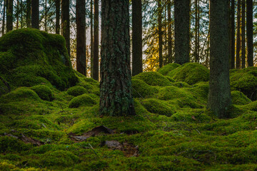 Alter Kiefern- und Tannenwald mit grünem Moos, das Felsen und den Waldboden bedeckt