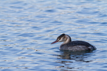 Great crested Grebe Podiceps cristatus on pond