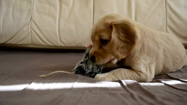 Adorable spaniel puppy with a toy mouse on the bed. Cute red-haired smooth-haired dog playing with a toy in the house
