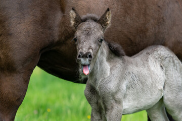 Fototapeta na wymiar One day old Icelandic horse foal with mouth open and tongue out, making a face to the camera