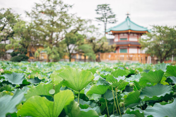 Fototapeta na wymiar water lily with gazebo in background