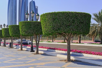 Shaped trimmed ornamental topiary trees alley along road walkway in Abu Dhabi,UAE.Walkway with lush hedge shrubs. Topiary plants clipping. Urban greenery, landscaping