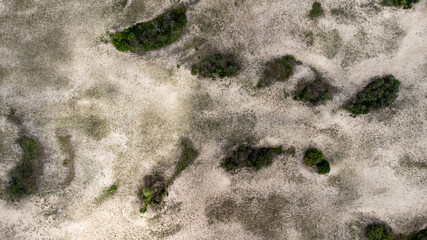 Letea forest in the Danube delta, Romania