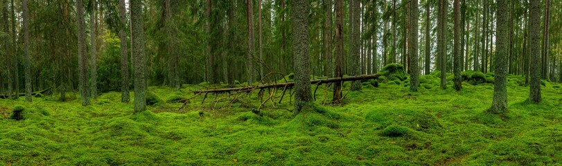Wide panorama view of an old fir forest in Sweden with the forest floor covered with thick green...