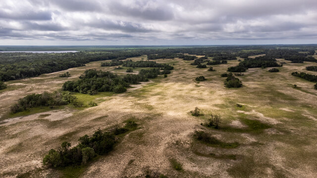 Letea forest in the Danube delta, Romania