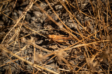 Close up of a perfectly camouflaged grasshopper (probably a Blue-winged Grasshopper, Oedipoda caerulescens), Sierra Nevada National Park, Andalusia, Spain