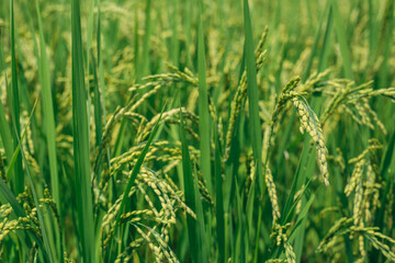 green rice field