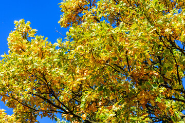 Yellow and green leaves on a big oak tree at autumn
