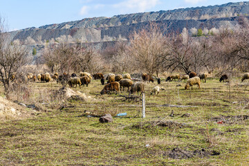 Flock of sheeps grazing on the meadow at early spring