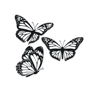 Monarch Butterfly, Butterfly Icon, Butterfly Set, Butterfly Vector, Wildlife Animals, Vector Illustration Background